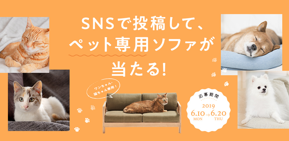 キャンペーン「SNSで投稿して、ペット専用ソファが当たる！」開始