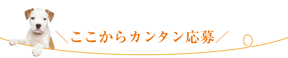 ここからカンタン応募