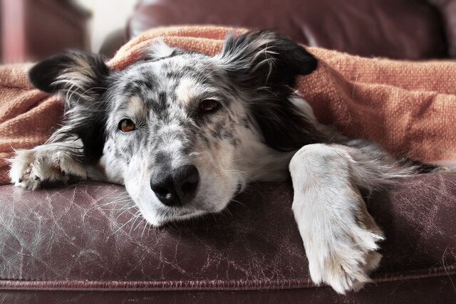 犬も風邪をひく 鼻水 くしゃみ 下痢などの代表的なサインを解説 月々0円 ペット保険なら Au損保