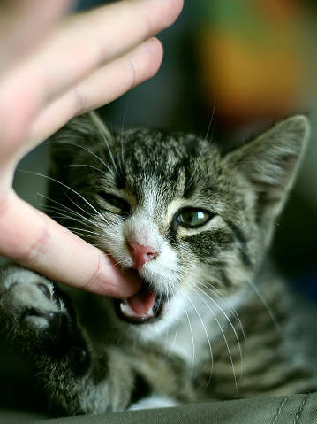 猫の噛み癖の治し方 子猫にもできる効果的なしつけ方法4選 月々0円 ペット保険なら Au損保