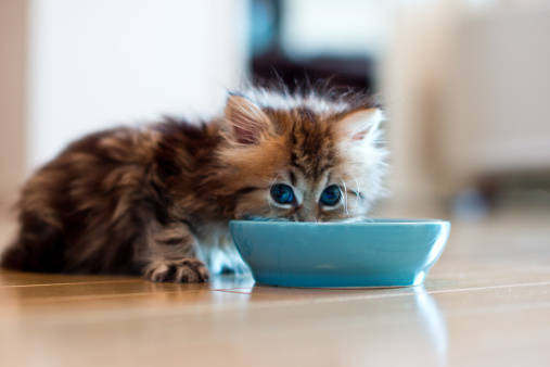 猫の食べ物を年齢別に解説 子猫 成猫 高齢猫の食事の選び方 月々0円 ペット保険なら Au損保
