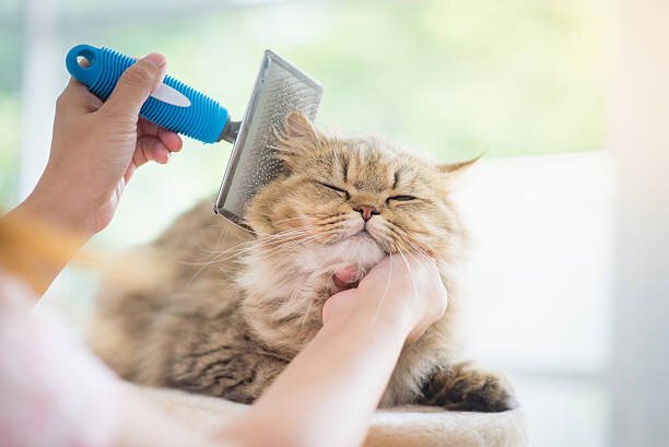 猫が毛玉を吐く・吐かないどっちが健康？適切な頻度、ケア方法を解説