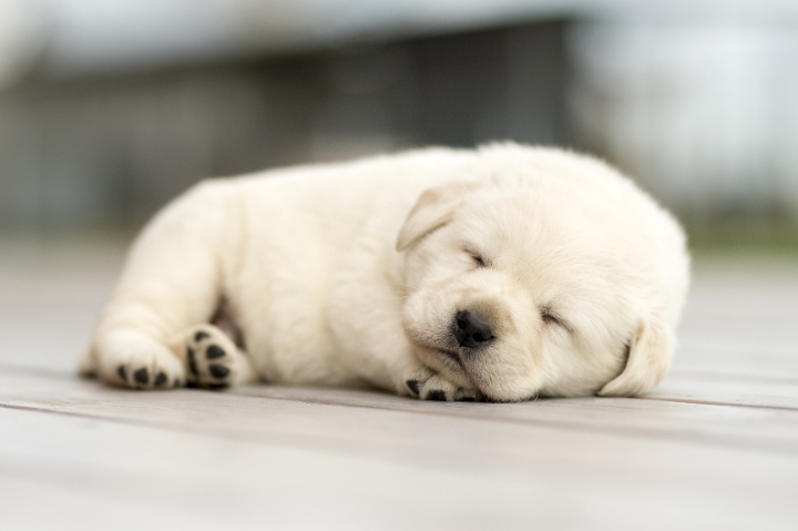 犬種別】子犬の飼い方｜共働きなどで留守番させる際のコツや注意点とは｜月々830円～ ペット保険なら【au損保】