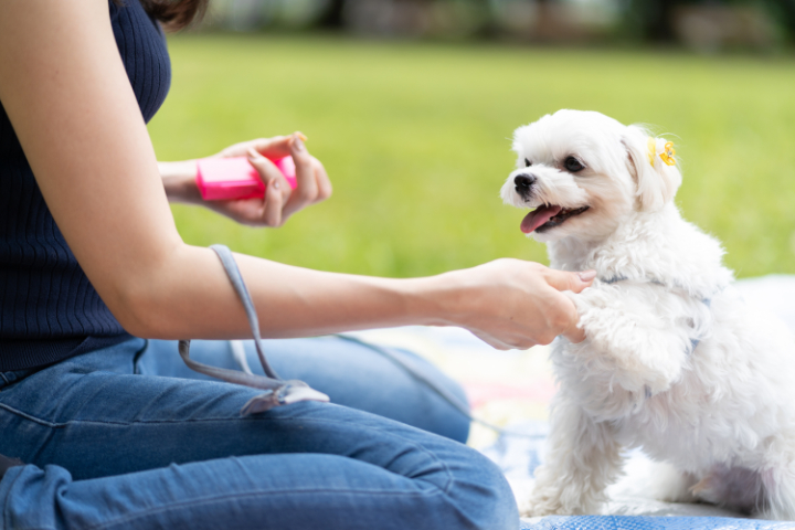 犬のしつけ方法を原因別に解説 吠えたり 噛んだりする際の対処法は 月々0円 ペット保険なら Au損保