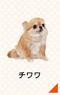 チワワのかかりやすい病気・ケガ