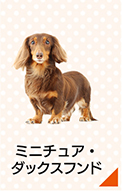 ミニチュア・ダックスフンドのかかりやすい病気・ケガ