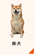 柴犬のかかりやすい病気・ケガ
