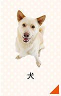 犬のかかりやすい病気・ケガ