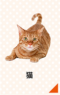 猫のかかりやすい病気・ケガ