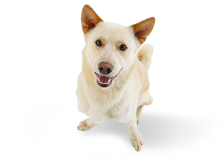 犬