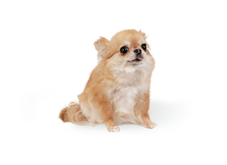 チワワ