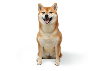 柴　犬