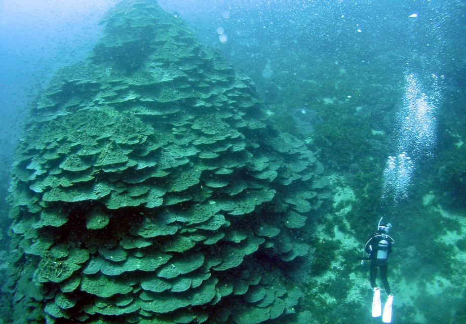 徳島県「千年サンゴ」