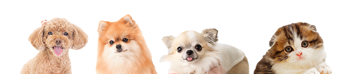 犬と猫の写真