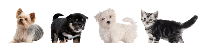 犬と猫の写真