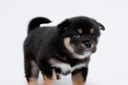柴犬
