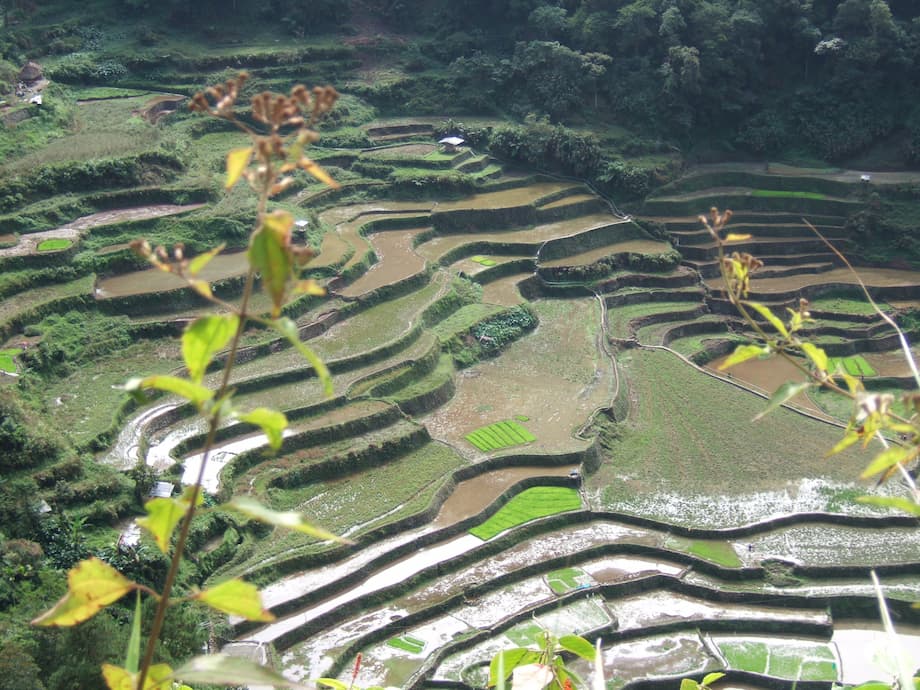 フィリピン「コルディリェーラの棚田」の文化的景観 