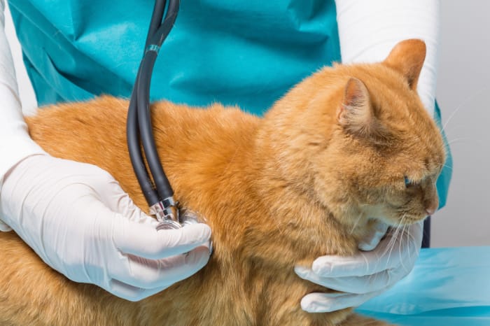 猫の去勢は必要？かかる費用や最適なタイミング、よくある不安を徹底解説
