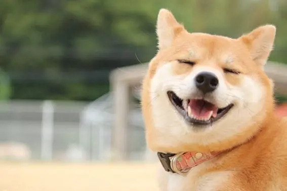 【犬の年齢ガイド】人間に例えると何歳？見た目で年齢を判断する方法を解説