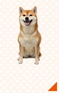 柴犬