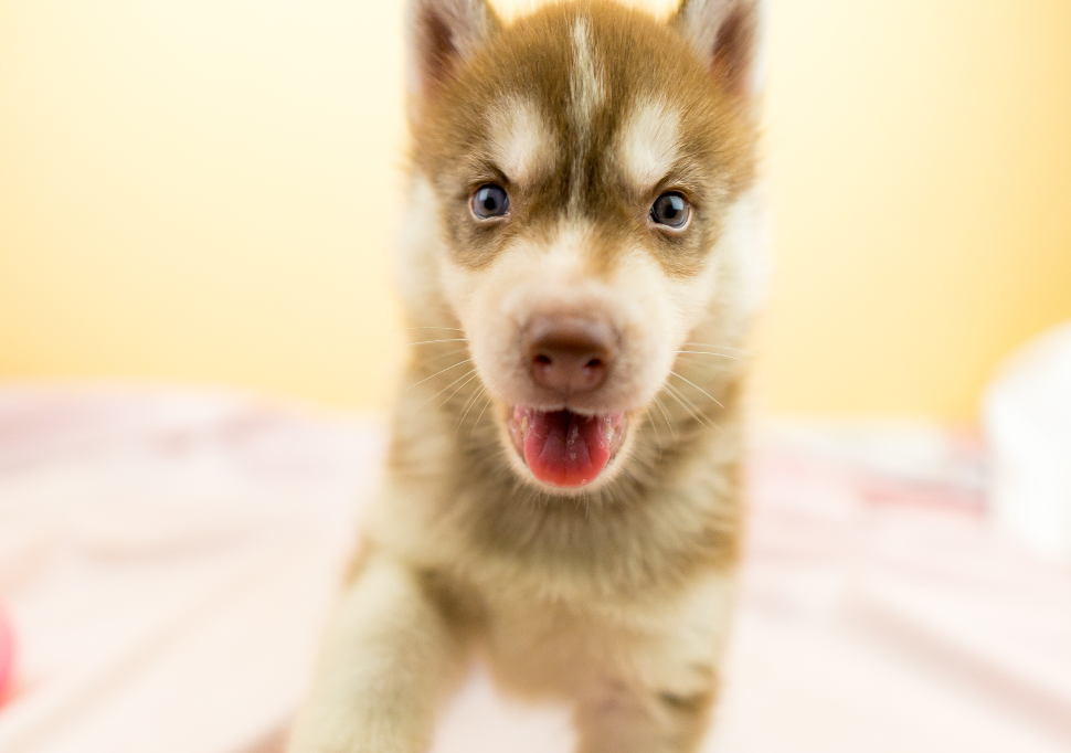 犬の治療事例