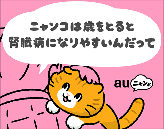 ニャンコは歳をとると腎臓病になりやすいんだって auニャンポ