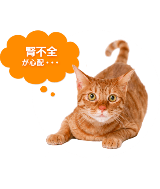 猫の写真;「腎不全が心配」