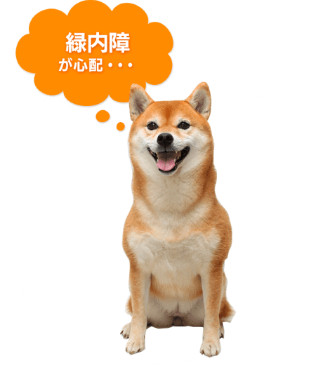 犬の写真;「緑内障が心配」