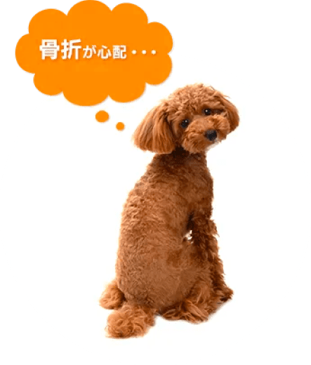 犬の写真;「骨折が心配」