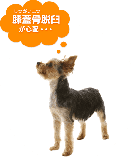 犬の写真;「膝蓋骨脱臼が心配」
