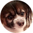 犬の写真：StitcHちゃん