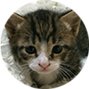 猫の写真：ひよちゃん