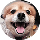 犬の写真：あずきちゃん