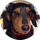 犬の写真：アモちゃん