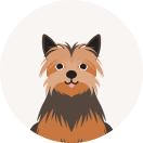 au損保